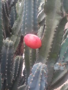 cereus_cactus_tuna_fruit