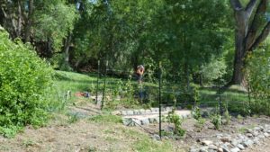 Terra Rose Fertile Farms raspberry patch