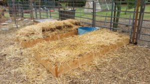 straw mulch raised bed lasagna garden