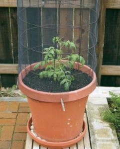 container gardening tomato cage