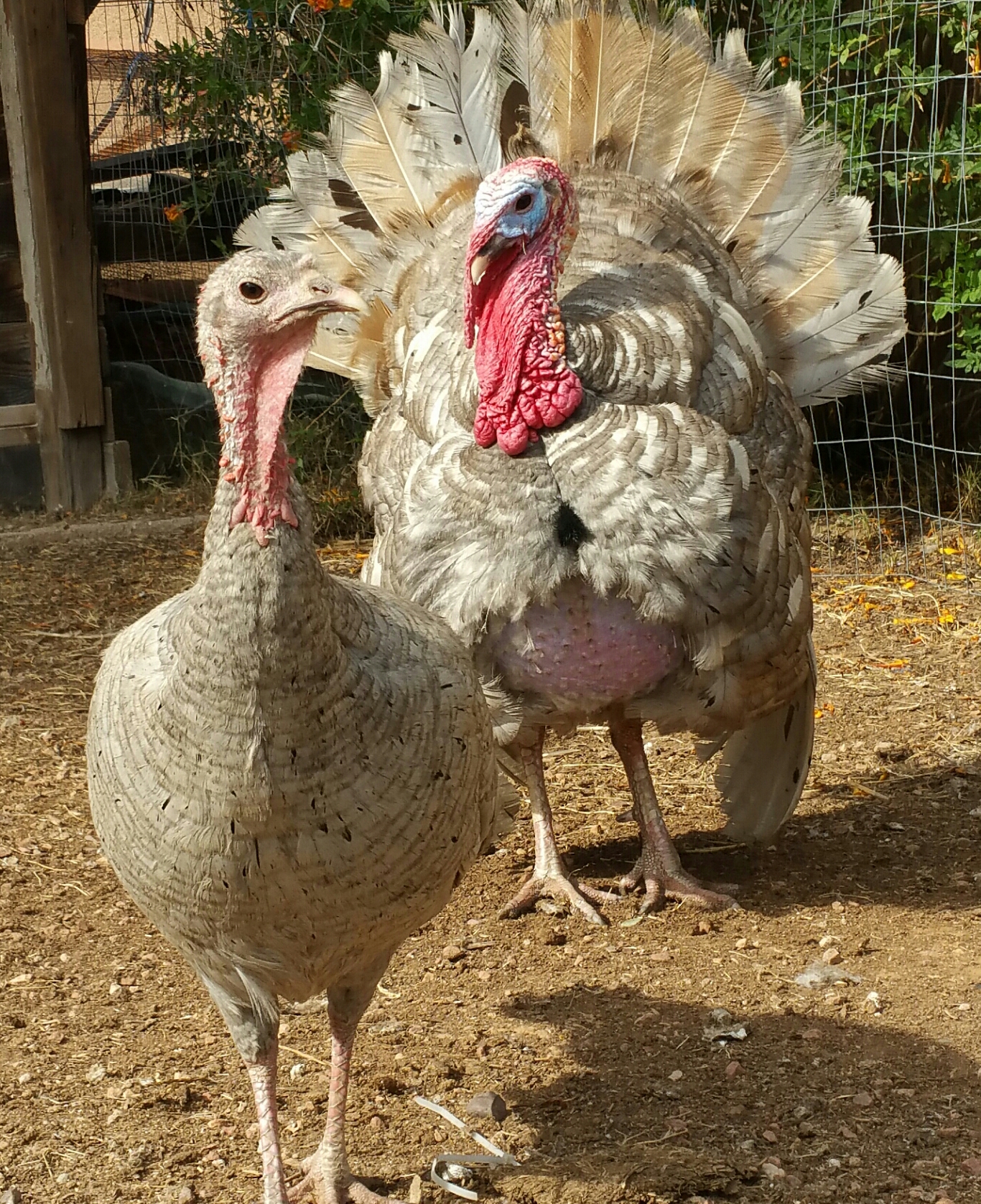 Different Kinds Of Domestic Turkeys at Viola McDonald blog