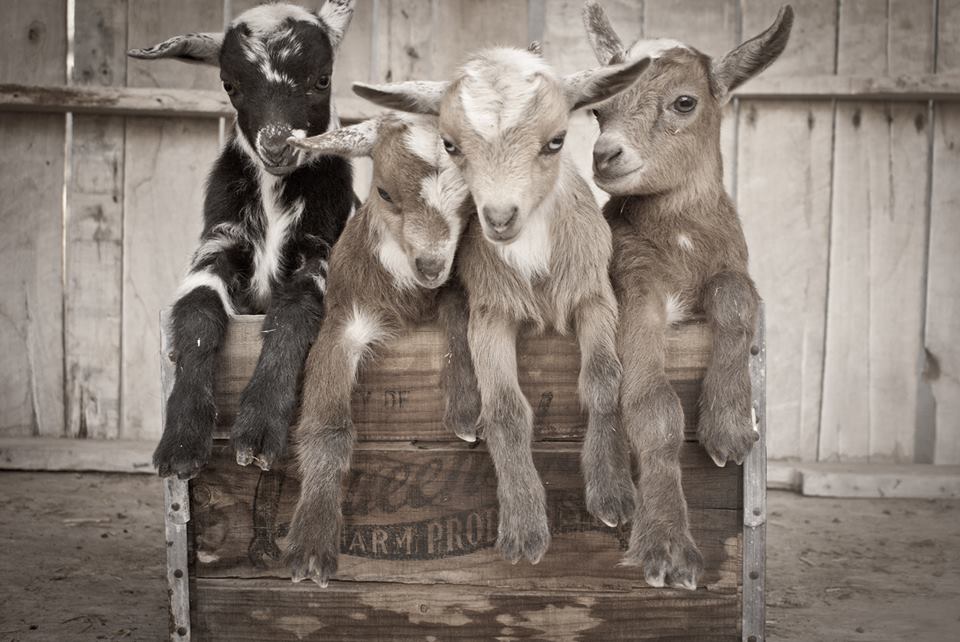 Raising dairy goats