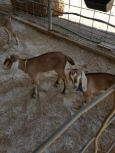 start a farm business nubian_goat_kids