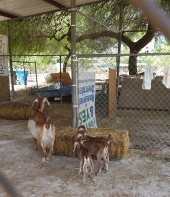 start a farm business with dairy goats