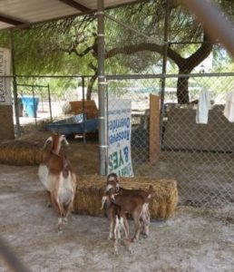 start at farm business dairy goats