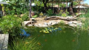 Pond in edible landscaping