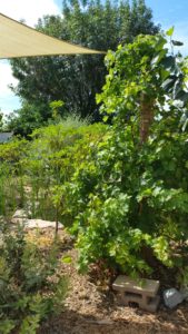 edible landscaping fruit trees