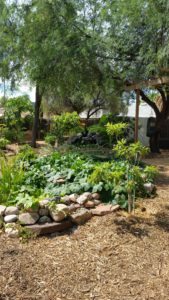 beautiful edible landscaping