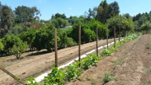 urban farm design garden grow