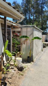urban farm design greenhouse