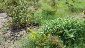 Learn to farm at MCC Community Garden