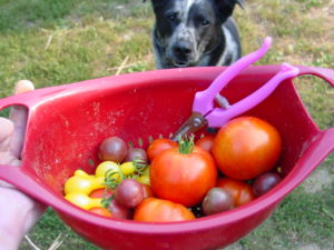 Backyard Permaculture Tomatoes