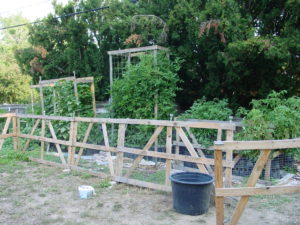 Backyard Permaculture Garden