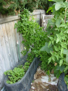 Backyard Permaculture Raised Beds