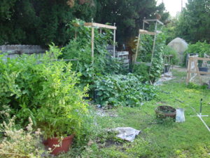 Backyard Permaculture 