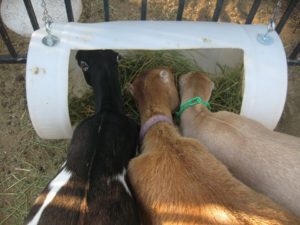 Dairy Goats used with kind permission of Sweet Life Garden