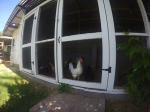 chicken_coop