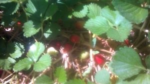 Growing Strawberries