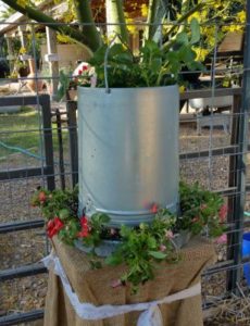 Growing strawberries in unique containers