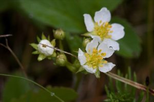 Growing Strawberries Strawberry Blossoms