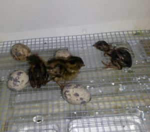 hatching quail