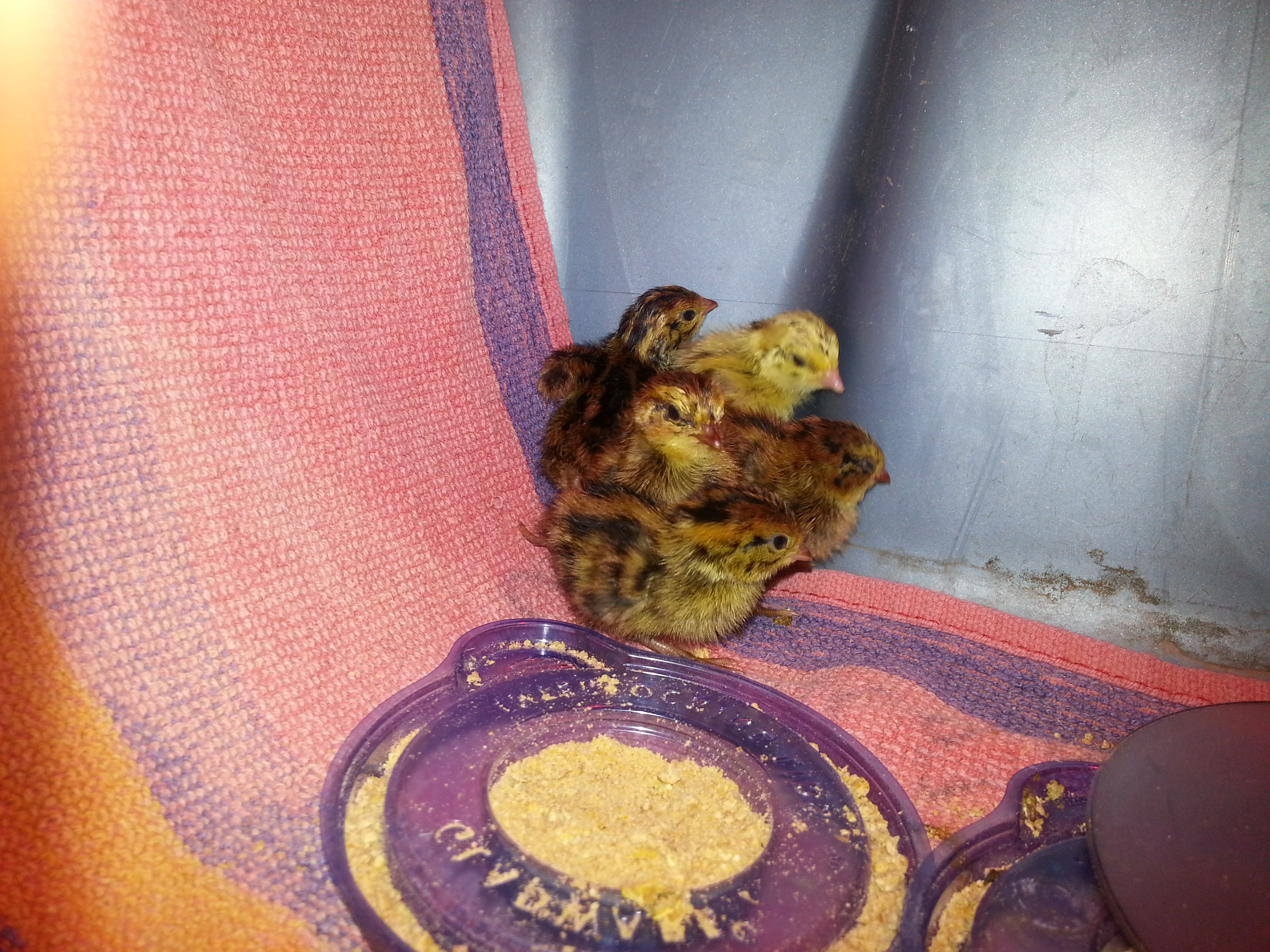 quail chicks
