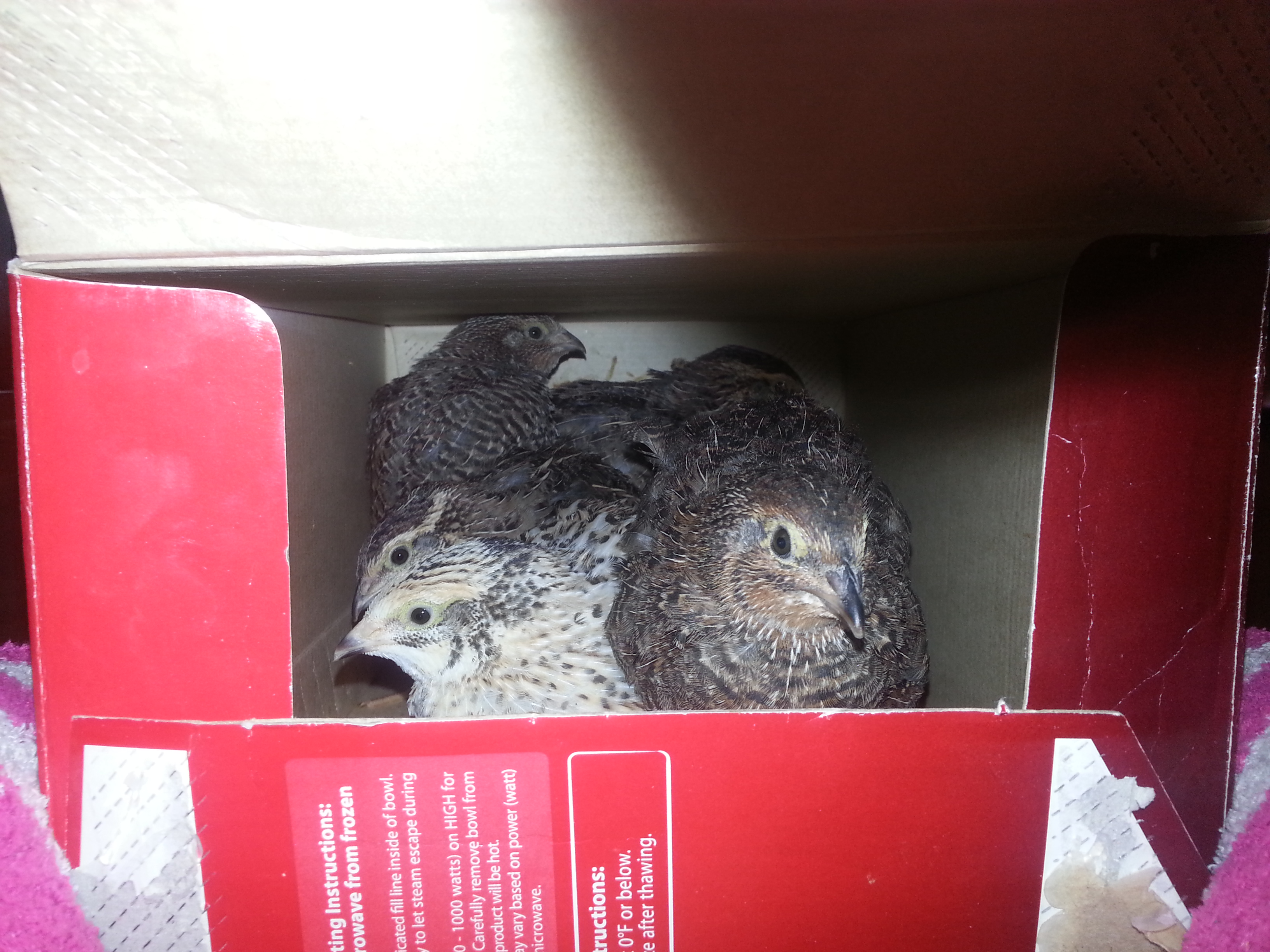 quail aviary