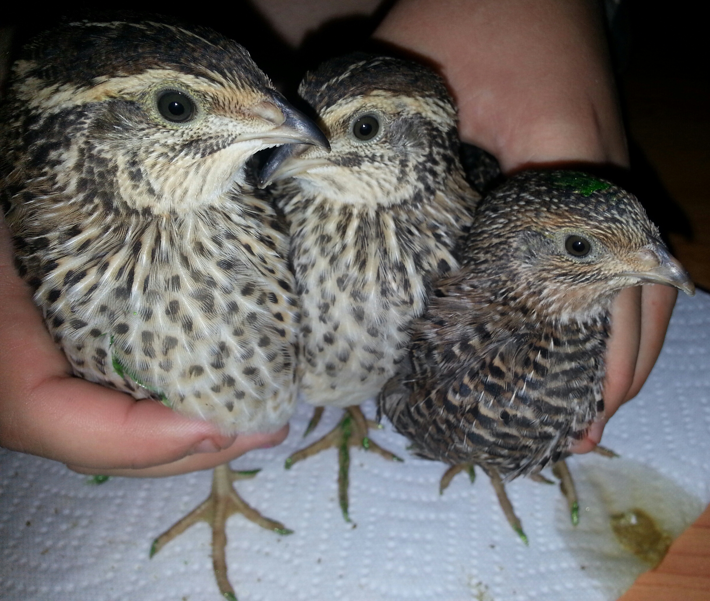 coturnix quail