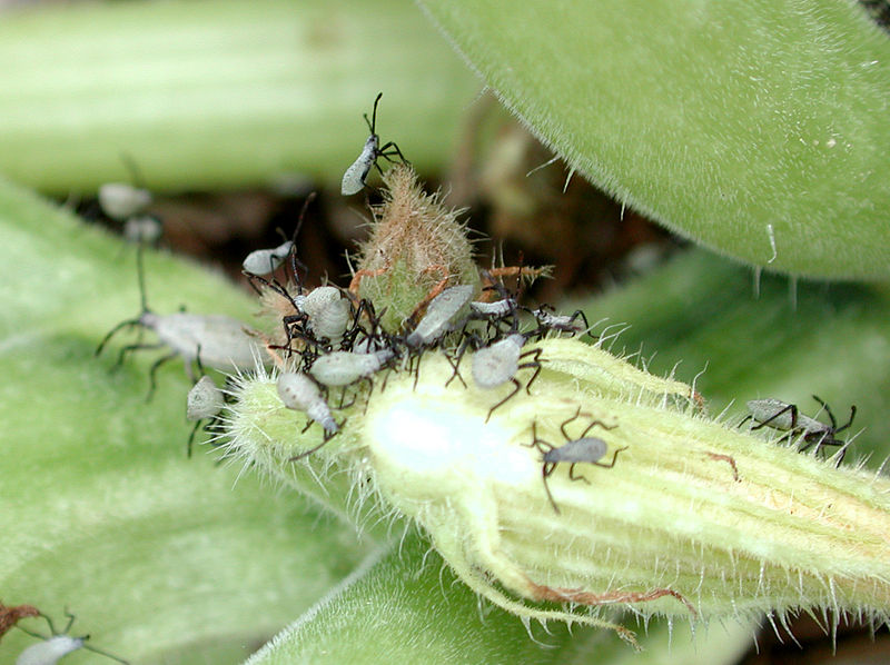 squash bug nymphs on pumpkins