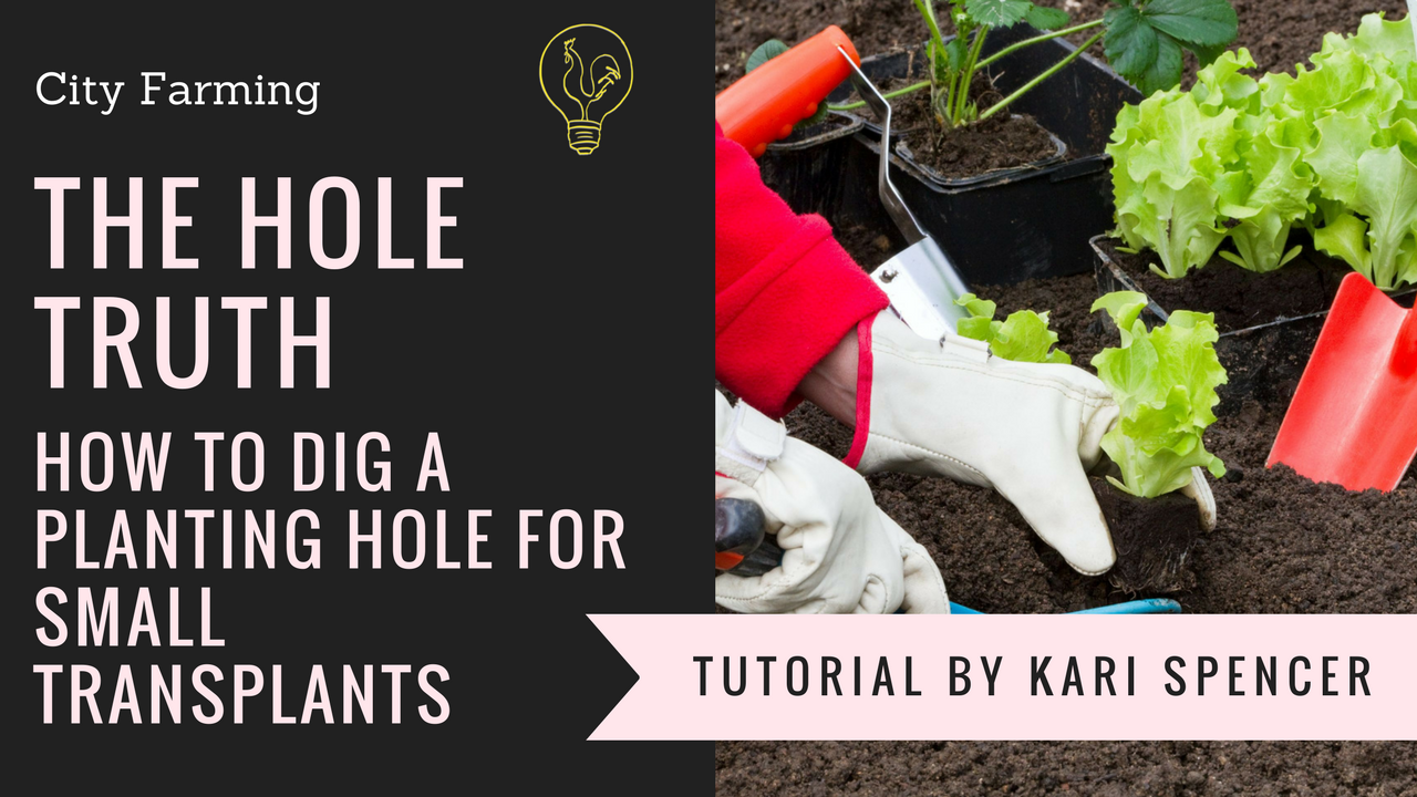 dig a planting hole