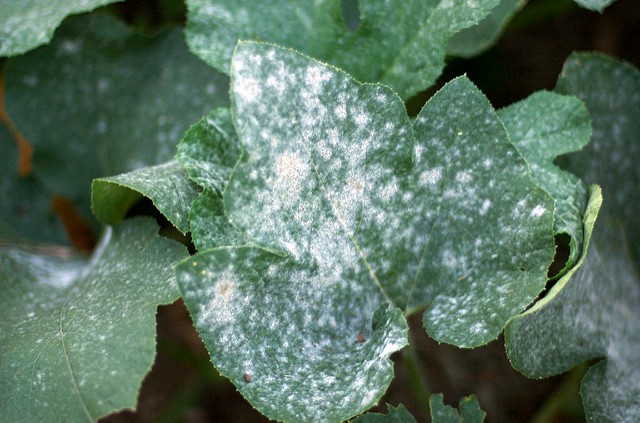 powdery mildew on pumpkins