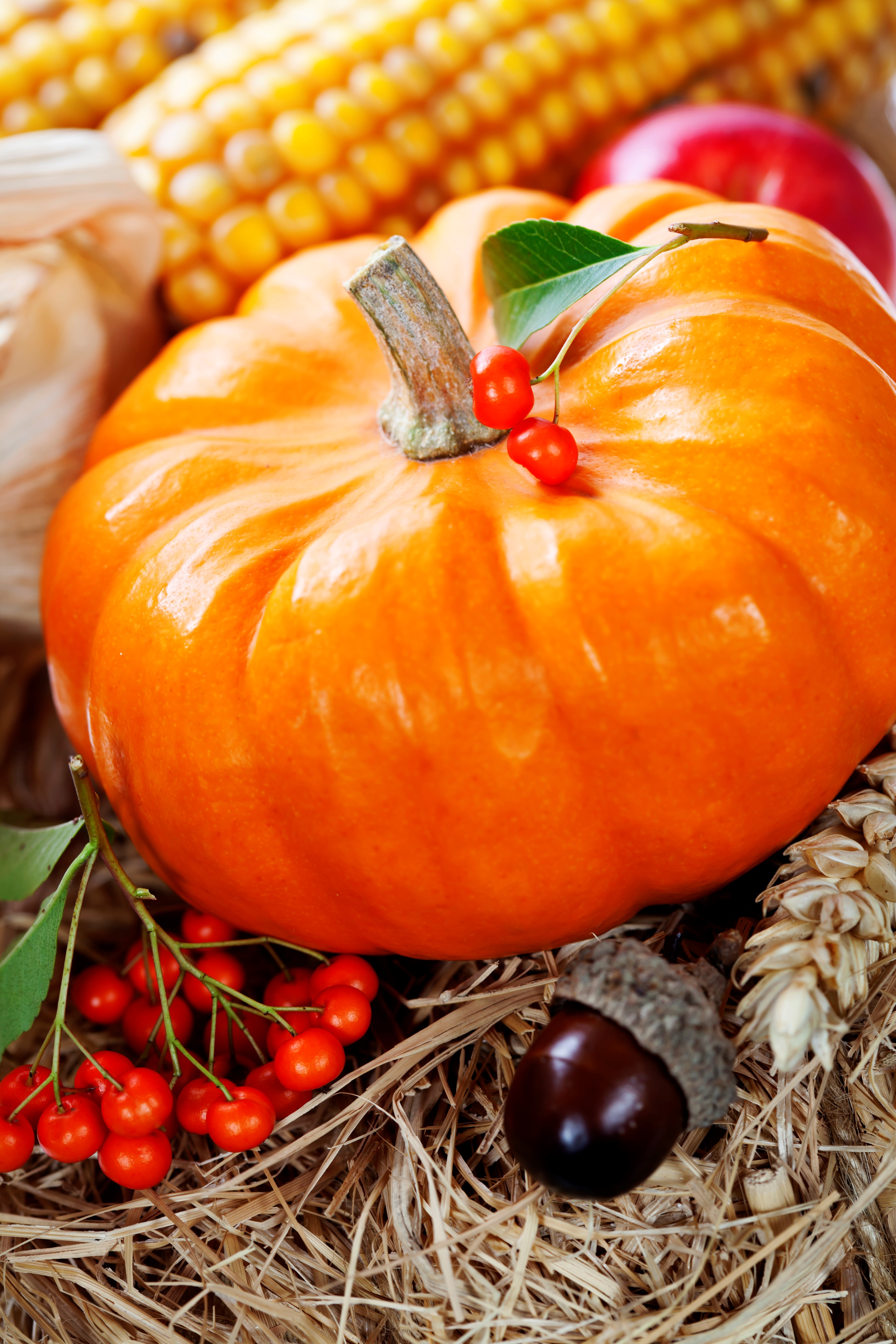grow pumpkins