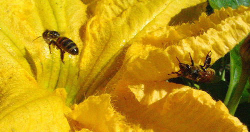 squash flowers