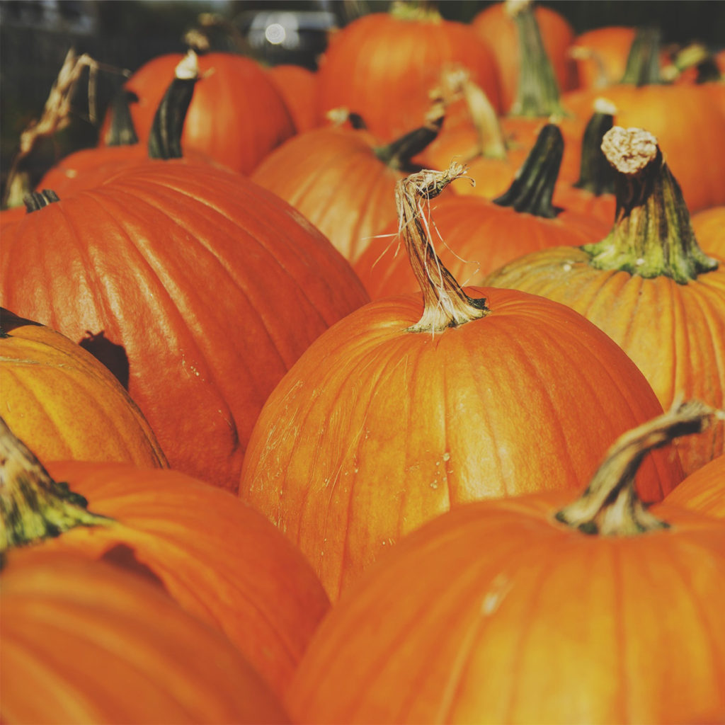 grow pumpkins