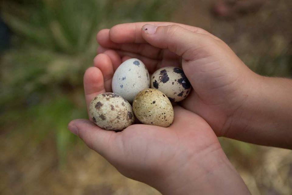 quail eggs