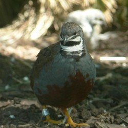 quail eggs