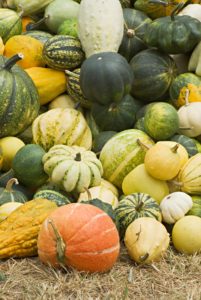 grow heirloom pumpkins